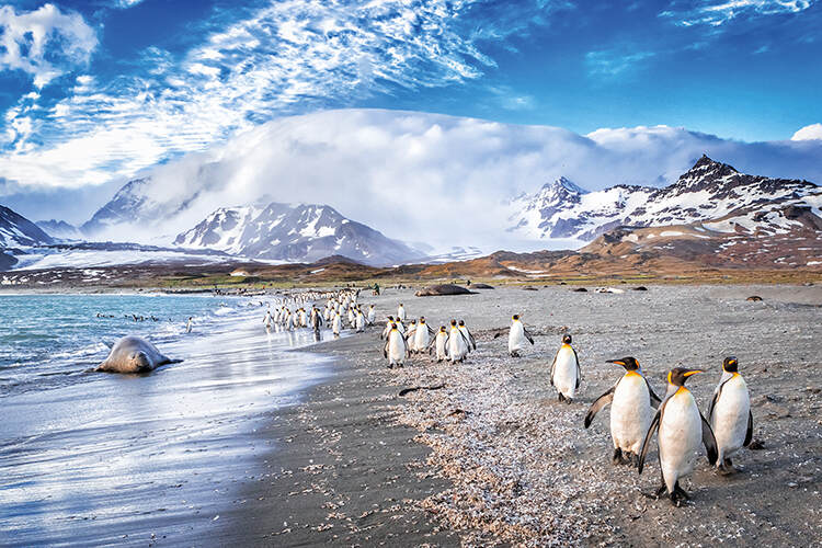 King penguins and elephant seals, St Andrews Bay, South Georgia