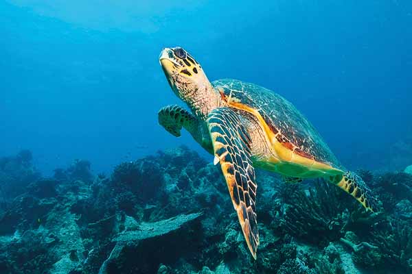 Conservation success for green turtles in Seychelles