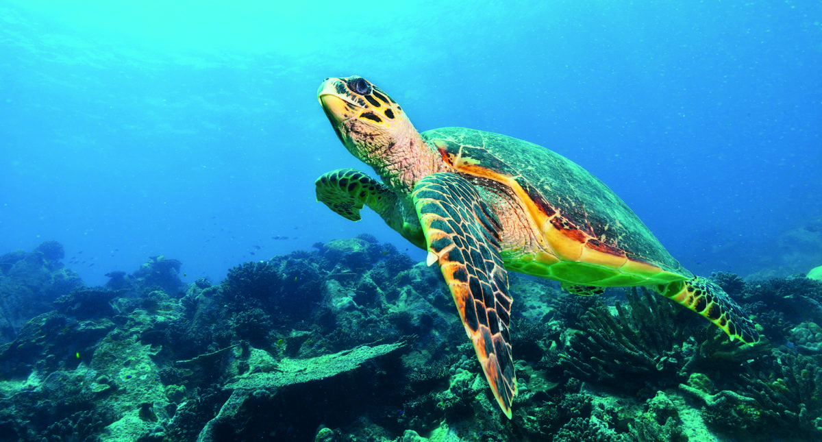 Conservation success for green turtles in Seychelles - Geographical