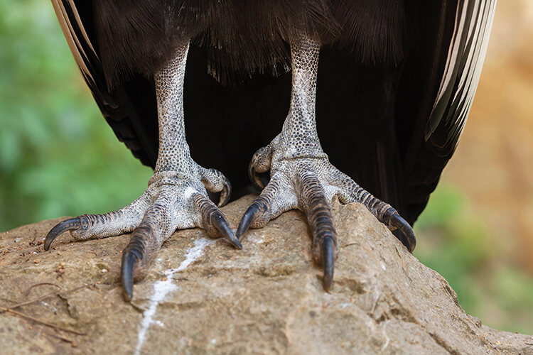 The birds’ fused talons can’t close to grasp prey