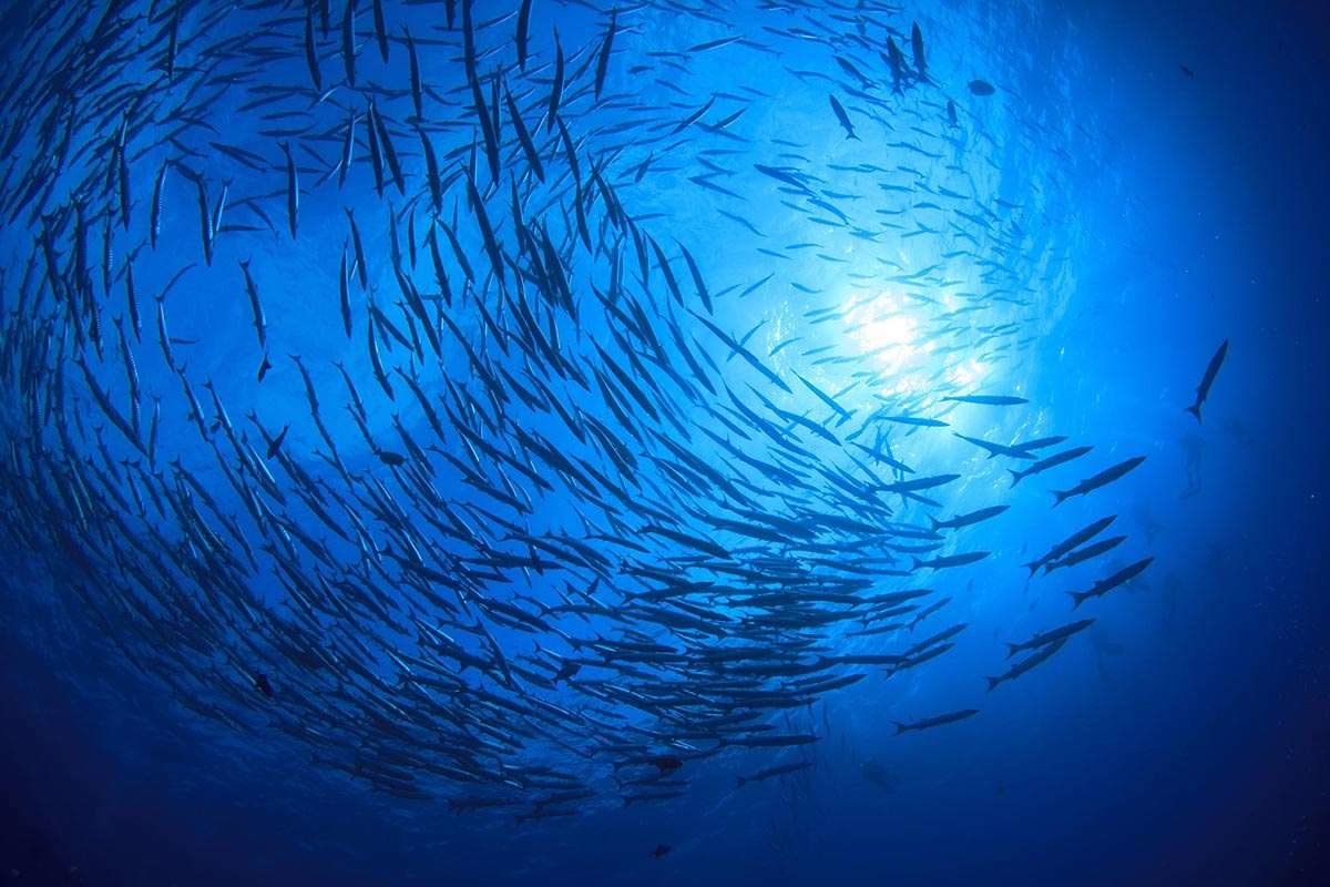 Photographing a school of barracuda fish from below