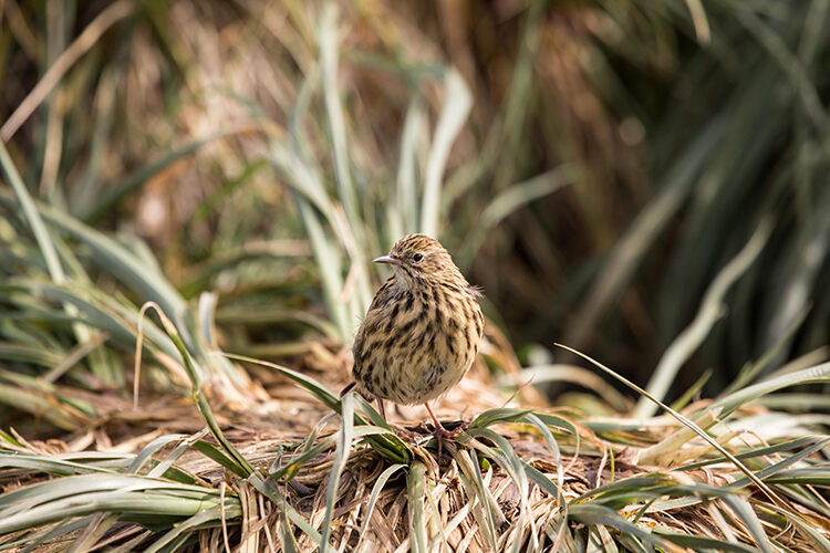 The eradication of rats has saved the South Georgia pipit