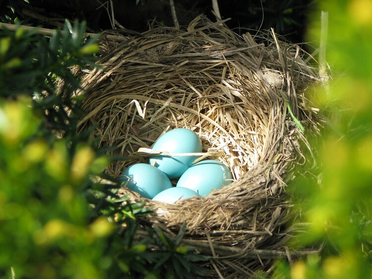 Turquoise dunnock eggs in a hedgerow nest