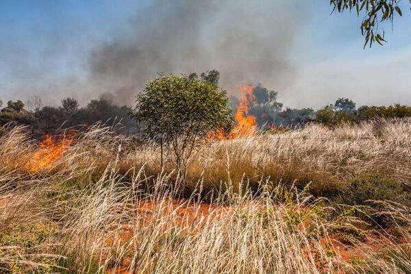 Wildfires in northern Australia have been reduced by half since traditional land management has been introduced