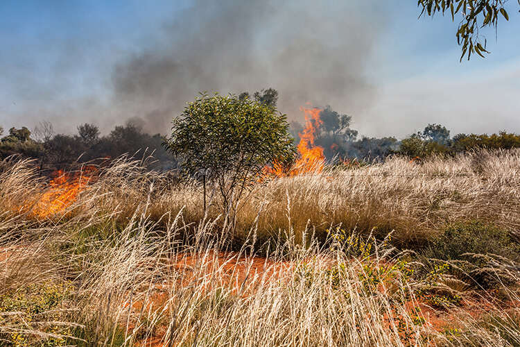 Wildfires in northern Australia have been reduced by half since traditional land management has been introduced