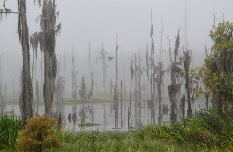 Tall dead cypress trees standing in the swamp on a foggy morning at Guste Island as a result of saltwater intrusion into a freshwater wetland habitat.