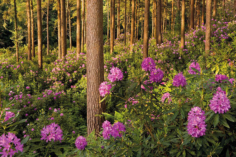 Rhododendrons, protected in the Eastern Himalaya, invasive in the UK