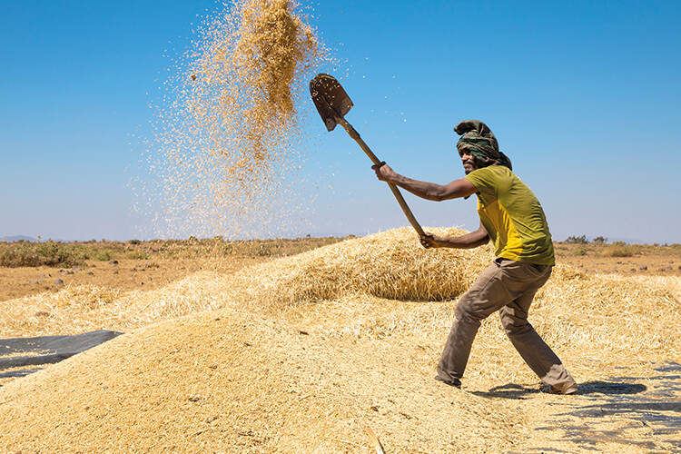 Nearly three-quarters of the people in Tigray are farmers and agriculture comprises more than a third of the region’s economic output. The war severely damaged food production