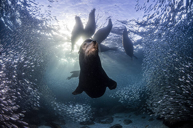 California sea lions in sea in Espiritu Santo National Park, Mexico