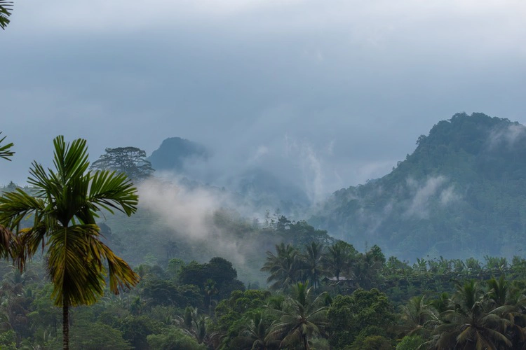 Sinharaja rain forest nature reserve Sri Lanka. Cloud covers the mountain and cloud forest.