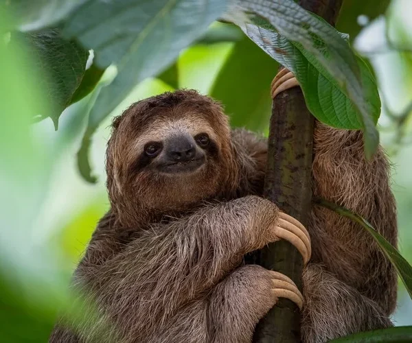 Three Toed Sloth in tree in Costa Rica Rainforest