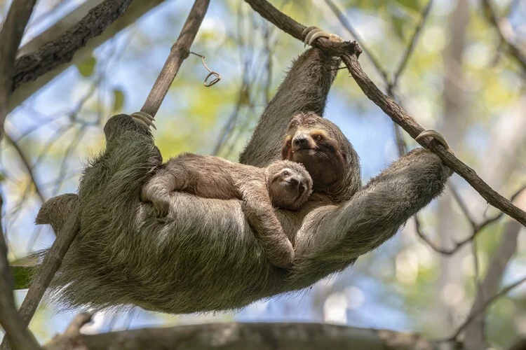 A female sloth with her cub hangs on a branch in the Costa Rican jungle