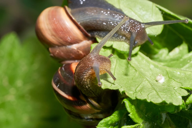 Snails on leaves