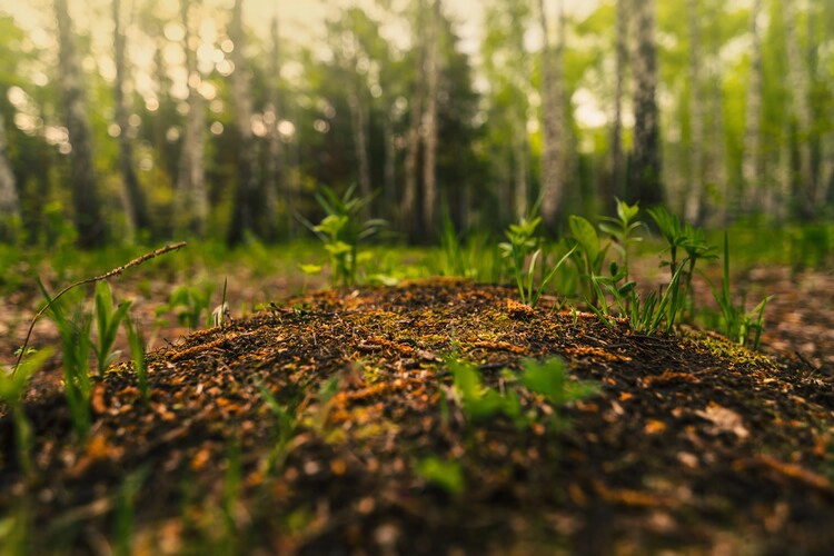 Close up of soil in forest.