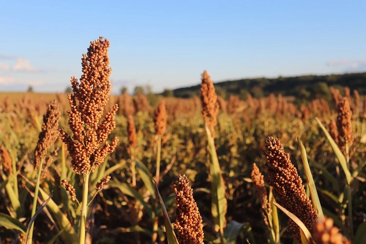 Sorghum field in evening sunlight, at the end of a summer's day, near Toulouse, France.