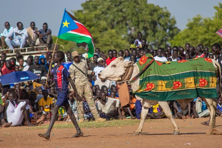 Juba, South Sudan - September 23rd,2023 - A boy lead his bull through the bustling crowd, with a flag, showcasing the strength and heritage of a culture deeply rooted in South Sudan' traditions