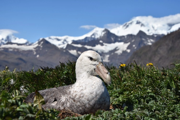 Close-up of a southern giant petrel.