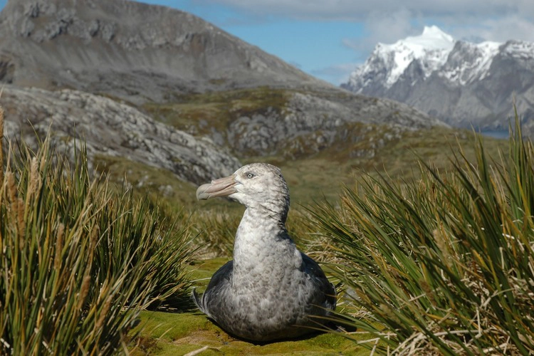 Close-up of a southern giant petrel. 
