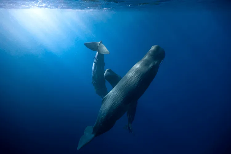 Dominica has a resident
population of more than
200 sperm whales