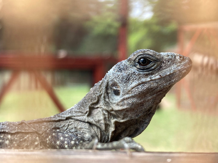 Utila spiny tail iguana.