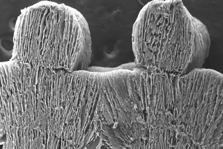 New material able to use sunlight to remove salt from seawater