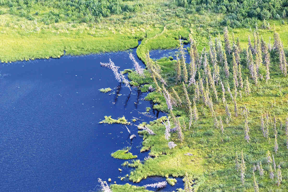 White spruce trees falling into a thermokast lake in Alaska as the permafrost melts