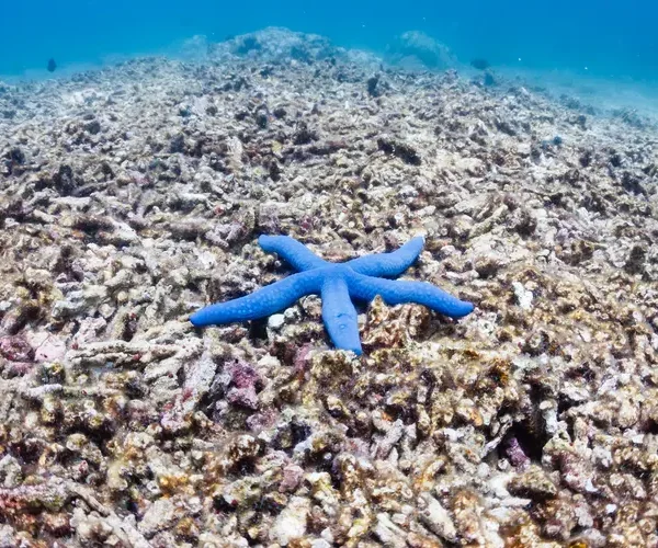 A single blue starfish on a dead coral reef. This reef was destroyed by a strong typhoon several years ago and has not regrown.