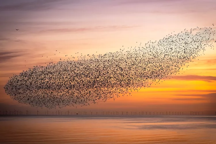 A flock of starlings swarming in a murmuration formation around Brighton Pier in the United Kingdom