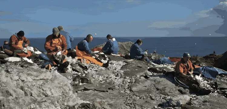 The men of Ness on their annual guga hunt on Sula Sgeir. 