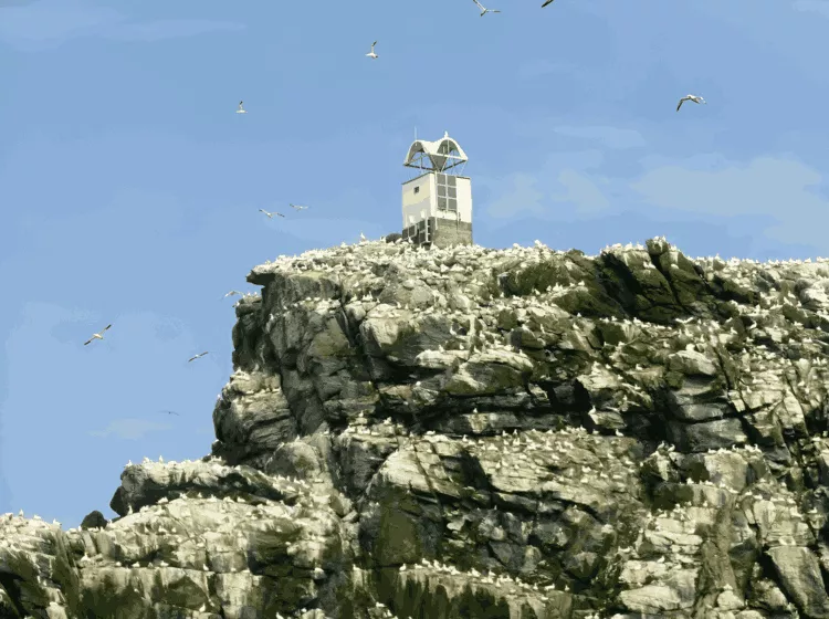 Seabirds crowd the isolated island of Sula Sgeir.