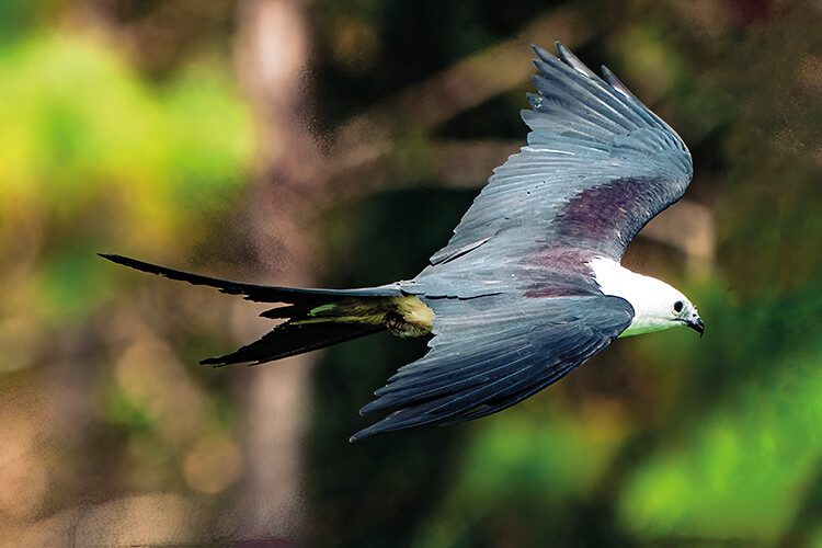 Swallow-tailed kite fying