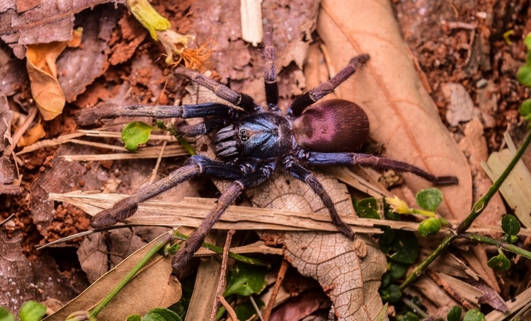 Info
IND-0001-MTD
A female Cilantica devamatha, an iridescent tarantula species - known variously as Indian rainbow tarantula, psychedelic earth tiger and polychromatic earth tiger - seen in its natural habitat along the forest embankments of Kerala