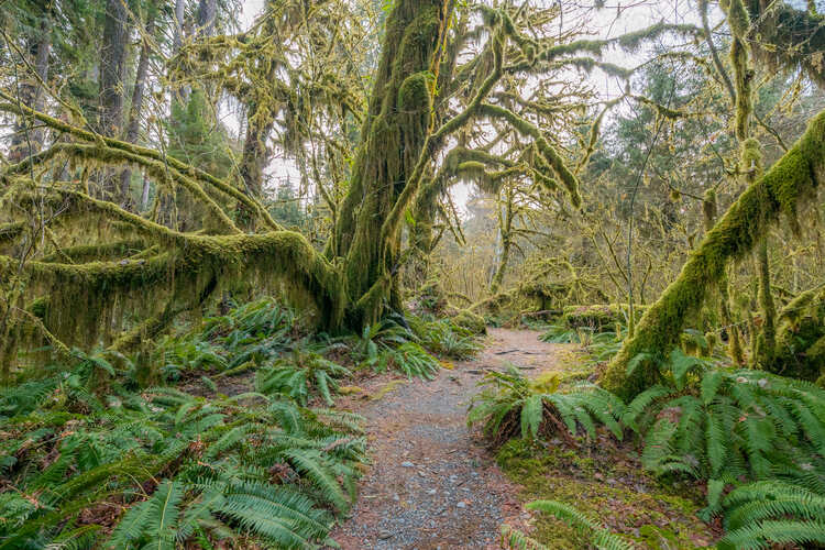 Hoh Rain Forest, one of the largest temperate rainforests in the USA. Olympic National Park, Washington state, USA