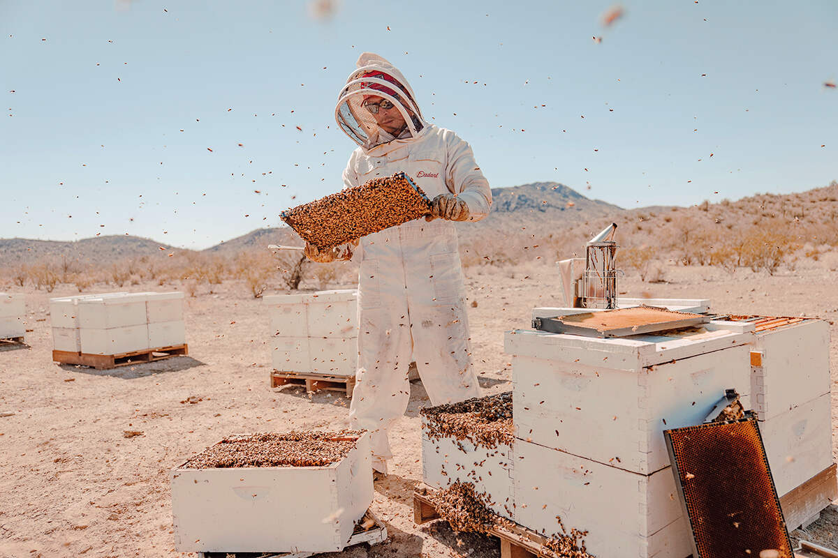 A man holds a slate with bees and stands over bee hives