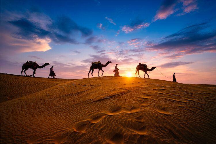 Indian camel drivers with camel silhouettes in sand dunes of Thar desert in front of sunset