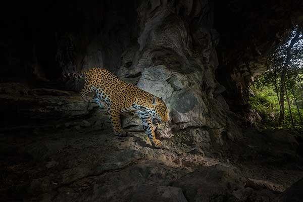 Podcast: Creating habitat for jaguars in Belize