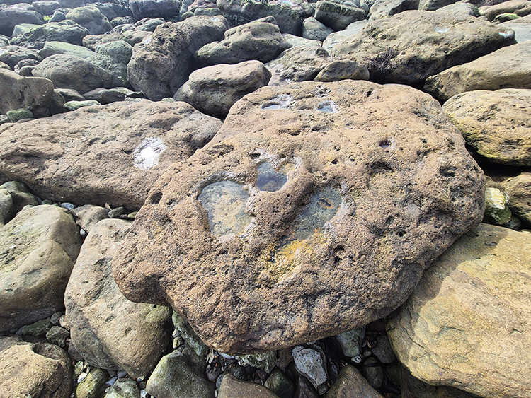An iguanodontid footprint on the beach at Folkestone
