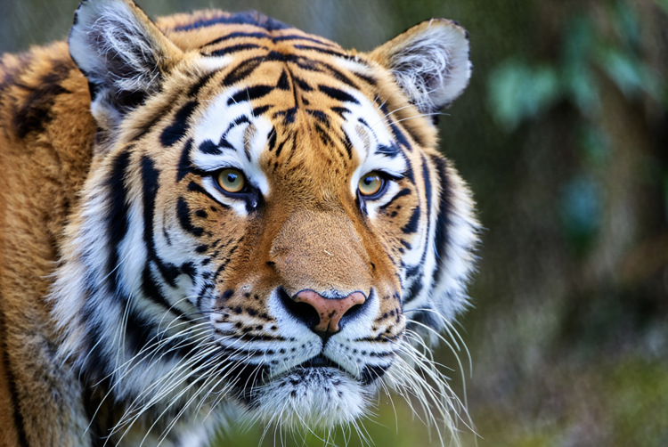 Tiger close up