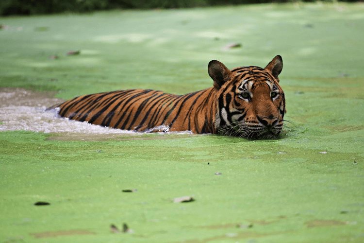 Tigers are soaked in water to lower body temperature at Huai Kha Khaeng Wildlife Sanctuary at Uthai Thani Province, Thailand