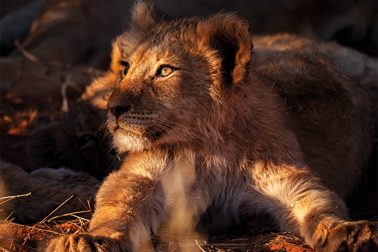 A lion cub filmed in Greater Kruger National Park by Too Wild