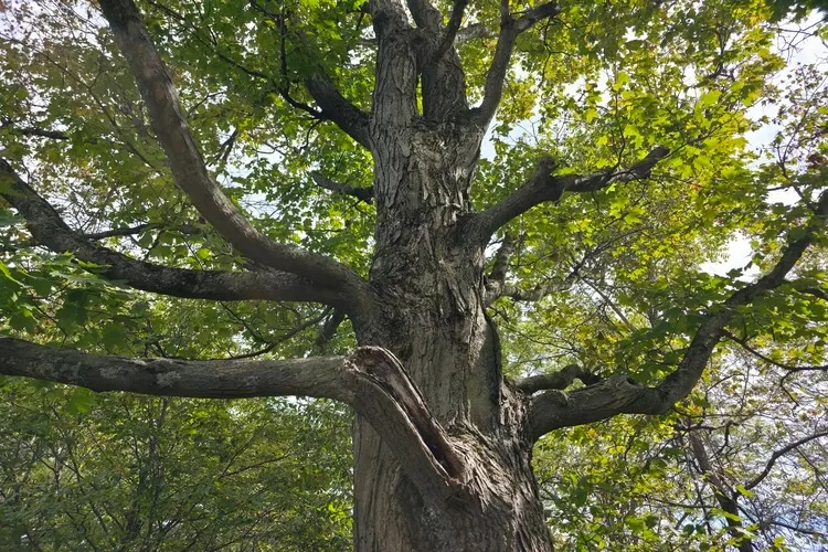 Close up of a tree and branches