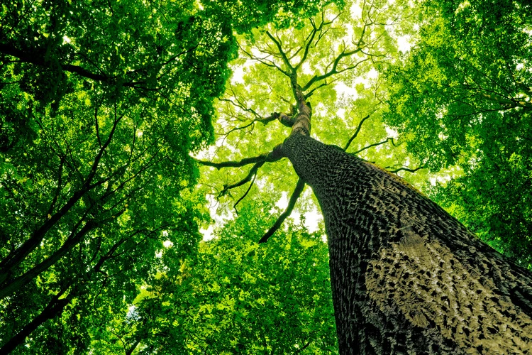 A tree with a view from the ground