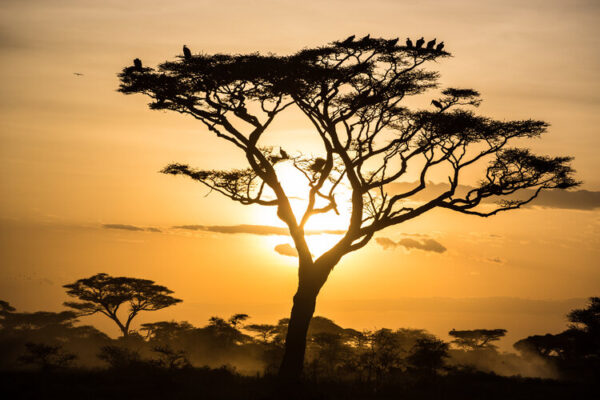 Poorly planned tree planting schemes are threatening ecosystems ...