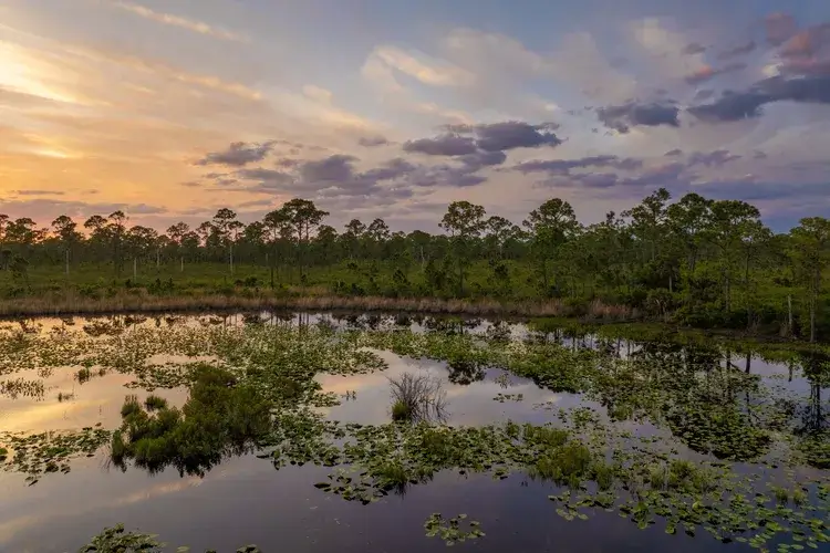 Tropical forest lake vegetation in southern swamp at sunset. Evening landscape of Florida wetland flora