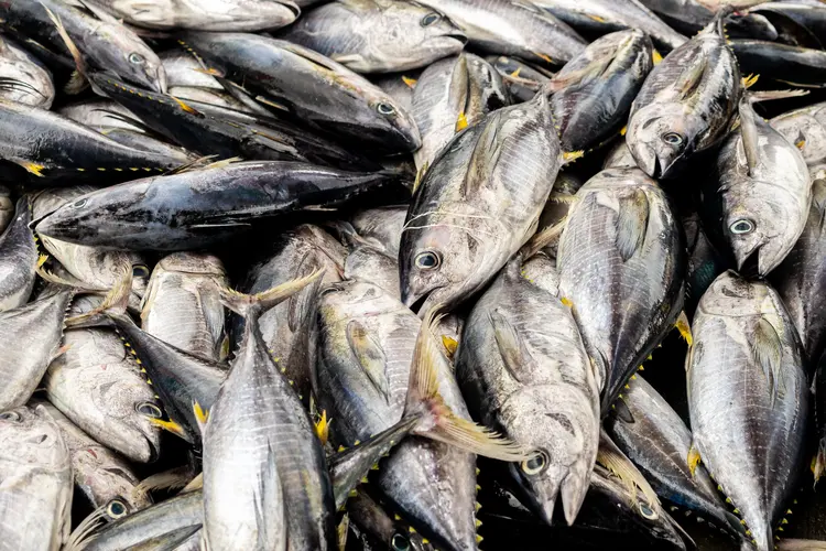 Belang, Indonesia - November 30th, 2024 - Baby tuna and skipjack tuna become raw materials for tuna canning