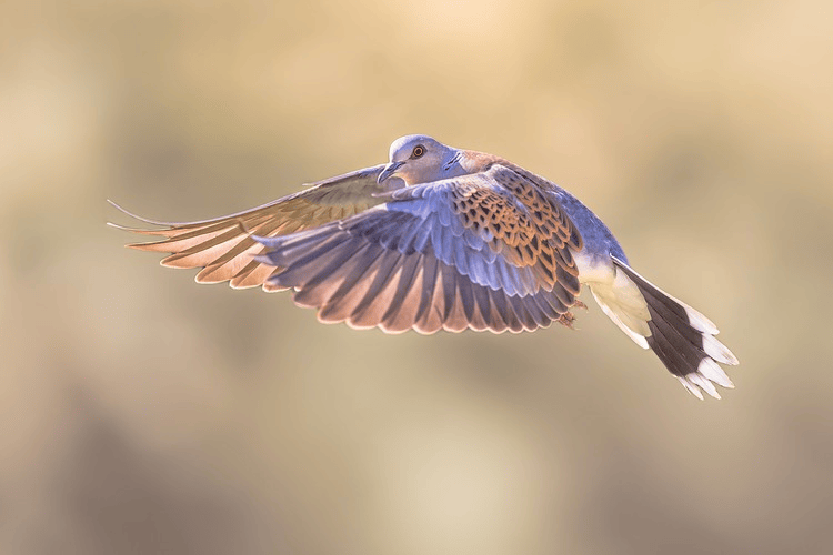 Turtle dove flying