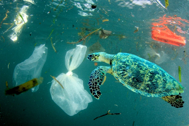 Turtle with plastic pollution