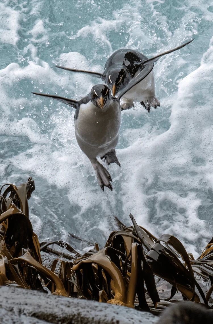 Two southern rockhopper penguins