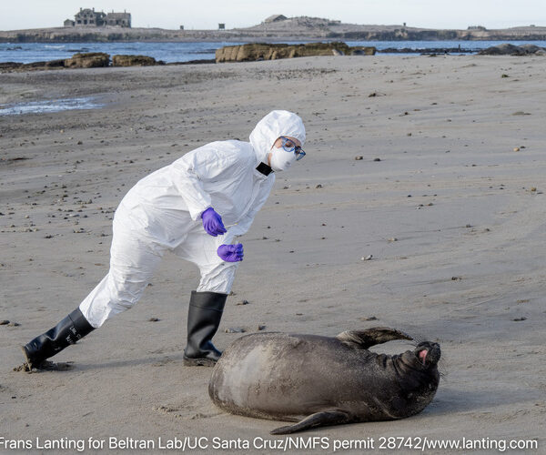Avian flu hits California’s northern elephant seals