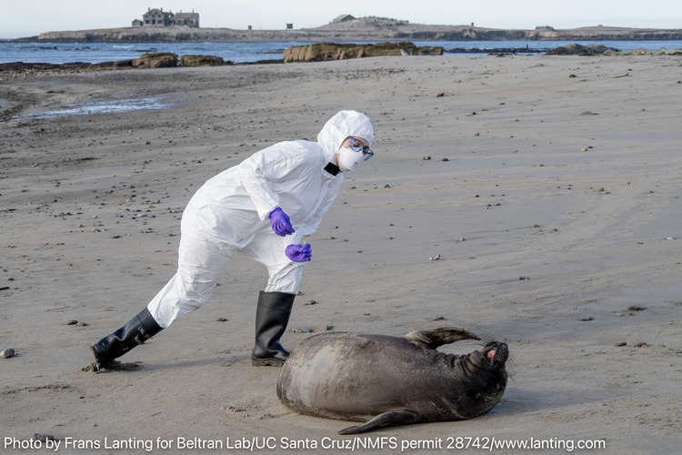 A researcher in a HAZMAT suit examines an elephant seal pup with symptoms of the virus. The outbreak marks the first cases of HPAI H5N1 in marine mammals in California and the first detection in northern elephant seals. The disease decimated populations of a related species, southern elephant seals, in Argentina in 2023.
